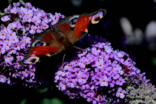 European_Peacock_on_a_Butterfly_Bush_Animal_Photography_Macro_Photography_Canon_EOS_R5_Mark_II_2025_003.JPG