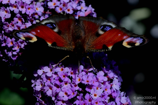 European_Peacock_on_a_Butterfly_Bush_Animal_Photography_Macro_Photography_Canon_EOS_R5_Mark_II_2025_004.JPG