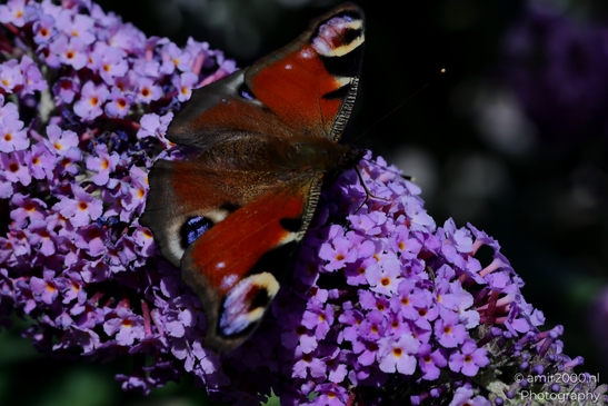 European_Peacock_on_a_Butterfly_Bush_Animal_Photography_Macro_Photography_Canon_EOS_R5_Mark_II_2025_005.JPG