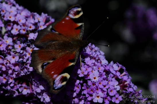 European_Peacock_on_a_Butterfly_Bush_Animal_Photography_Macro_Photography_Canon_EOS_R5_Mark_II_2025_006.JPG