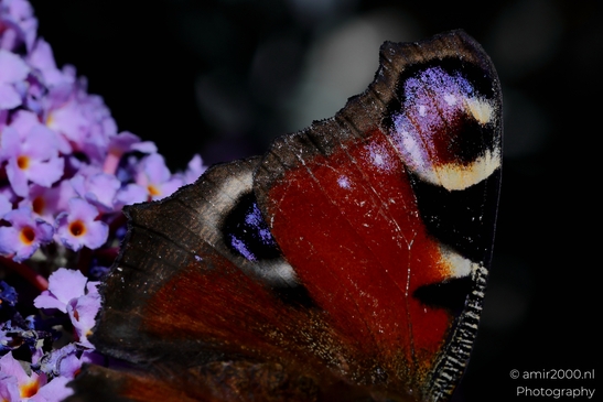 European_Peacock_on_a_Butterfly_Bush_Animal_Photography_Macro_Photography_Canon_EOS_R5_Mark_II_2025_007.JPG