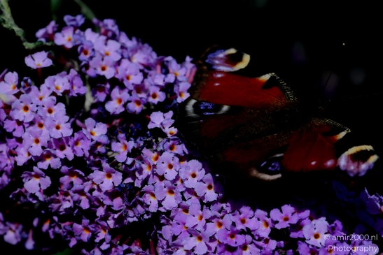 European_Peacock_on_a_Butterfly_Bush_Animal_Photography_Macro_Photography_Canon_EOS_R5_Mark_II_2025_008.JPG