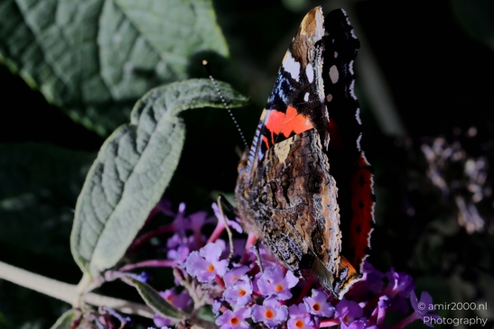 European_Peacock_on_a_Butterfly_Bush_Animal_Photography_Macro_Photography_Canon_EOS_R5_Mark_II_2025_009.JPG