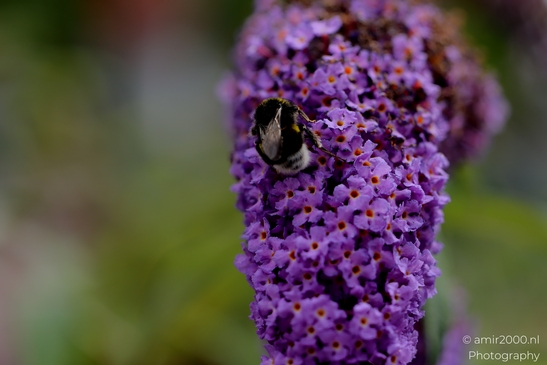 European_Peacock_on_a_Butterfly_Bush_Animal_Photography_Macro_Photography_Canon_EOS_R5_Mark_II_2025_011.JPG