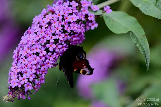 European_Peacock_on_a_Butterfly_Bush_Animal_Photography_Macro_Photography_Canon_EOS_R5_Mark_II_2025_012.JPG