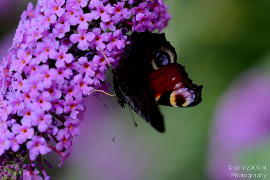 European_Peacock_on_a_Butterfly_Bush_Animal_Photography_Macro_Photography_Canon_EOS_R5_Mark_II_2025_013.JPG