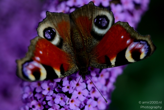 European_Peacock_on_a_Butterfly_Bush_Animal_Photography_Macro_Photography_Canon_EOS_R5_Mark_II_2025_015.JPG
