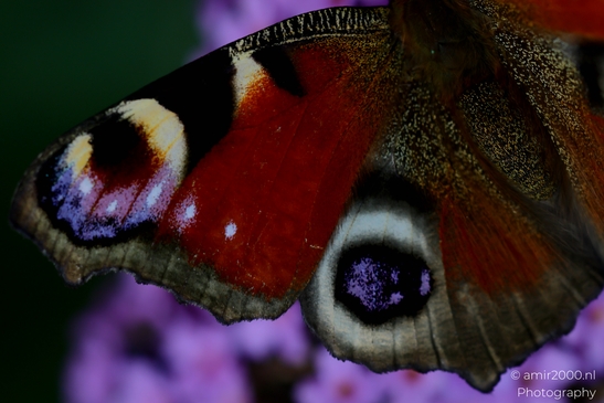 European_Peacock_on_a_Butterfly_Bush_Animal_Photography_Macro_Photography_Canon_EOS_R5_Mark_II_2025_016.JPG