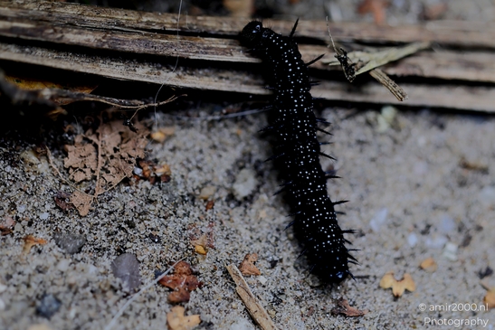 European_peacock_caterpillar_Animal_Photography_Macro_Photography_Canon_EOS_R5_Mark_II_2025_002.JPG