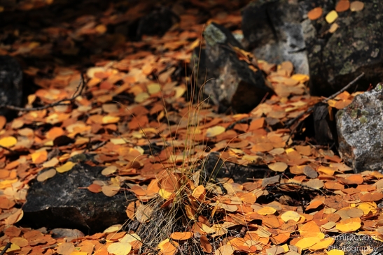 Fallen_aspen_leaves_on_rocky_forest_floor_in_autumn_Maroon_Bells_Aspen_Colorado_macro_Photography_Canon_EOS_R5_Mark_II_2025_001.JPG