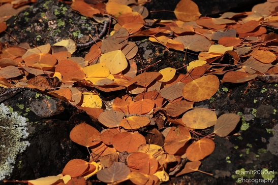 Fallen_aspen_leaves_on_rocky_forest_floor_in_autumn_Maroon_Bells_Aspen_Colorado_macro_Photography_Canon_EOS_R5_Mark_II_2025_002.JPG