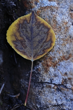 Fallen_aspen_leaves_on_rocky_forest_floor_in_autumn_Maroon_Bells_Aspen_Colorado_macro_Photography_Canon_EOS_R5_Mark_II_2025_003.JPG