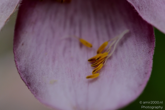Fallen_yellow_anthers_on_pink_petal_surface_Flower_Photography_Macro_Photography_Canon_EOS_R5_Mark_II_2025_001.JPG