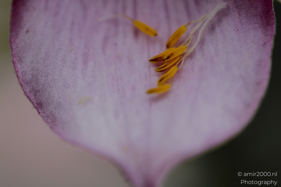 Fallen_yellow_anthers_on_pink_petal_surface_Flower_Photography_Macro_Photography_Canon_EOS_R5_Mark_II_2025_002.JPG