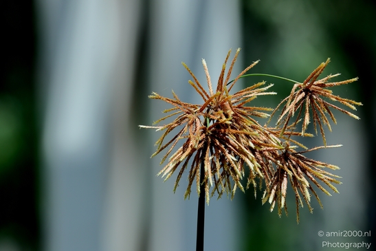 Fauna_at_the_parks_summer_colors_Flower_Photography_Macro_Photography_Canon_EOS_R5_Mark_II_2025_001.JPG