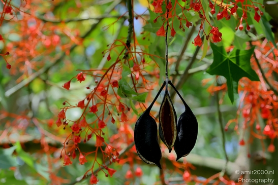 Fauna_at_the_parks_summer_colors_Flower_Photography_Macro_Photography_Canon_EOS_R5_Mark_II_2025_002.JPG