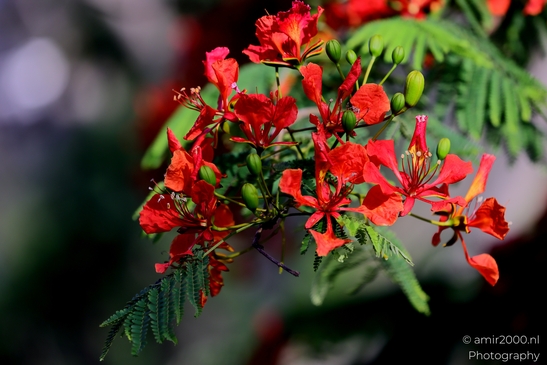 Fauna_at_the_parks_summer_colors_Flower_Photography_Macro_Photography_Canon_EOS_R5_Mark_II_2025_007.JPG