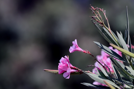 Fauna_at_the_parks_summer_colors_Flower_Photography_Macro_Photography_Canon_EOS_R5_Mark_II_2025_008.JPG