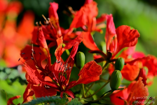 Fauna_at_the_parks_summer_colors_Flower_Photography_Macro_Photography_Canon_EOS_R5_Mark_II_2025_011.JPG