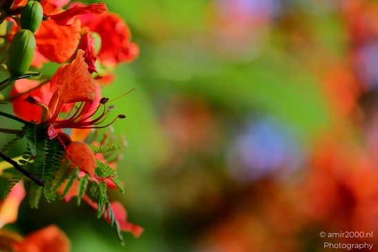Fauna_at_the_parks_summer_colors_Flower_Photography_Macro_Photography_Canon_EOS_R5_Mark_II_2025_012.JPG