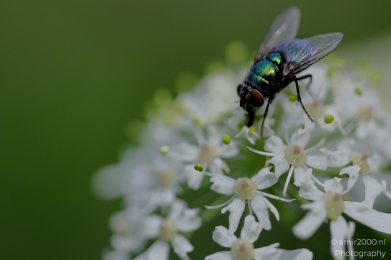 Fly_on_a_umbel_bloom_Flower_Photography_Macro_Photography_Canon_EOS_R5_Mark_II_2025_001.JPG