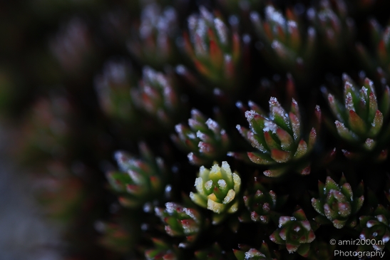 Frost_crystals_on_sedum_succulent_macro_Maroon_Bells_Aspen_Colorado_macro_Photography_Canon_EOS_R5_Mark_II_2025_001.JPG