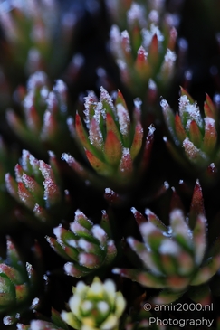 Frost_crystals_on_sedum_succulent_macro_Maroon_Bells_Aspen_Colorado_macro_Photography_Canon_EOS_R5_Mark_II_2025_003.JPG