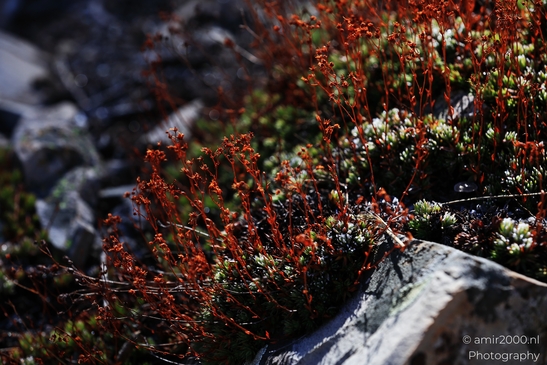 Frost_on_alpine_tundra_plants_among_rocks_Maroon_Bells_Aspen_Colorado_macro_Photography_Canon_EOS_R5_Mark_II_2025_001.JPG
