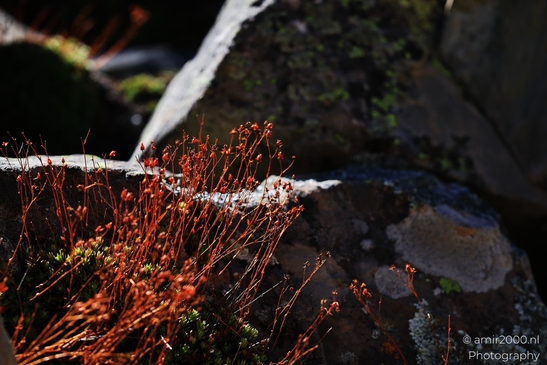 Frost_on_alpine_tundra_plants_among_rocks_Maroon_Bells_Aspen_Colorado_macro_Photography_Canon_EOS_R5_Mark_II_2025_002.JPG