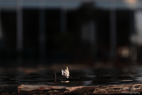 A delicate frozen droplet on a leaf edge in low light setting. - image from year 2025 #001