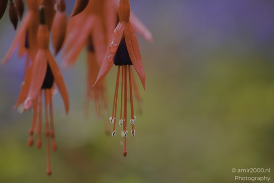 Fuchsia_blossoms_with_long_red_stamens_in_soft_light_Flower_Photography_macro_Photography_Canon_EOS_R5_Mark_II_2025_001.JPG