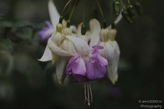 Fuchsia_blossoms_with_raindrops_hanging_in_soft_shade_Flower_Photography_macro_Photography_Canon_EOS_R5_Mark_II_2025_001.JPG