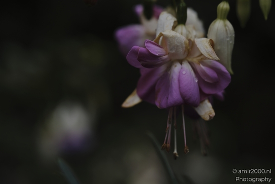 Fuchsia_blossoms_with_raindrops_hanging_in_soft_shade_Flower_Photography_macro_Photography_Canon_EOS_R5_Mark_II_2025_002.JPG