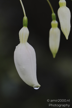 Fuchsia_blossoms_with_white_petals_and_purple_sepals_closeup_Flower_Photography_macro_Photography_Canon_EOS_R5_Mark_II_2025_001.JPG