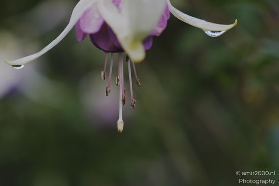 Fuchsia_blossoms_with_white_petals_and_purple_sepals_closeup_Flower_Photography_macro_Photography_Canon_EOS_R5_Mark_II_2025_002.JPG