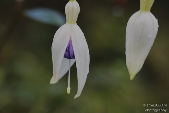 Fuchsia_blossoms_with_white_petals_and_purple_sepals_closeup_Flower_Photography_macro_Photography_Canon_EOS_R5_Mark_II_2025_003.JPG