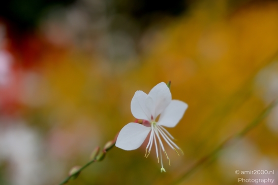 Gaura_lindheimeri_white_bloom_with_long_stamens_Flower_Photography_Macro_Photography_Canon_EOS_R5_Mark_II_2025_002.JPG