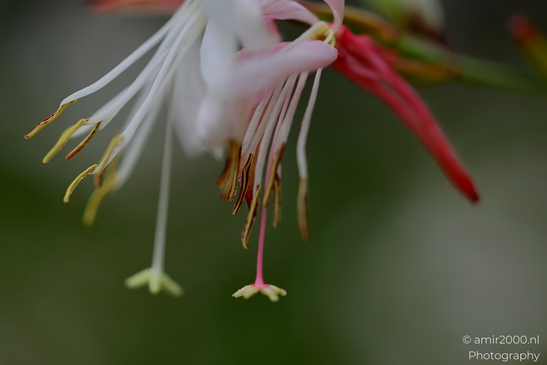 Gaura_stamens_Flower_Photography_Macro_Photography_Canon_EOS_R5_Mark_II_2025_002.JPG