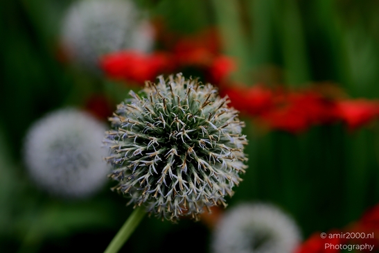 Globe_Thistle_Echinops_Flower_Head_Flower_Photography_Macro_Photography_Canon_EOS_R5_Mark_II_2025_003.JPG