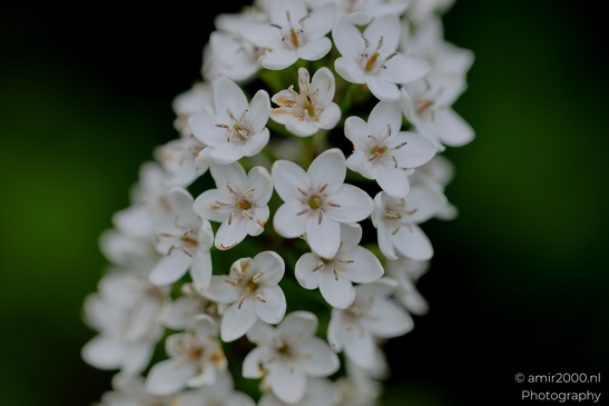 Gooseneck_loosestrife_Flower_Photography_Macro_Photography_Canon_EOS_R5_Mark_II_2025_001.JPG