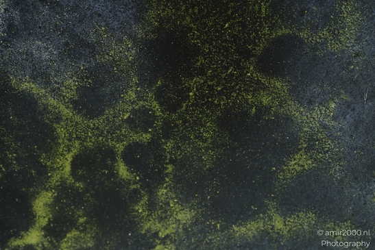 The image captures a close-up view of green algae growing on a surface, possibly a rock or a - image from year 2025 #001