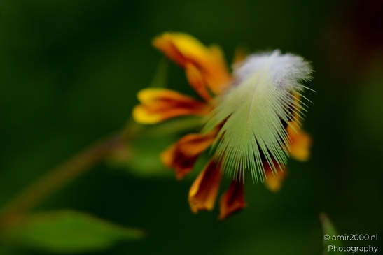 Green_bird_feather_on_yellow_orange_petals_Flower_Photography_Macro_Photography_Canon_EOS_R5_Mark_II_2025_001.JPG