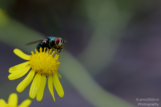 Green_bottle_fly_on_yellow_ragwort_blossoms_Animal_Photography_Macro_Photography_Canon_EOS_R5_Mark_II_2025_001.JPG