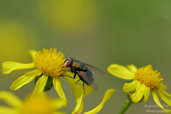 Green_bottle_fly_on_yellow_ragwort_blossoms_Animal_Photography_Macro_Photography_Canon_EOS_R5_Mark_II_2025_004.JPG