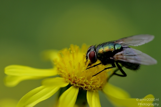 Green_bottle_fly_on_yellow_ragwort_blossoms_Animal_Photography_Macro_Photography_Canon_EOS_R5_Mark_II_2025_005.JPG