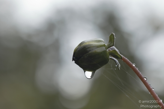 A delicate green bud with a droplet of water hanging from its tip, captured in flower - image from year 2025 #001