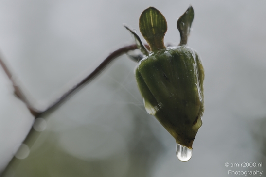 Raindrop on green seed capsule in flower photography. . - image from year 2025 #001