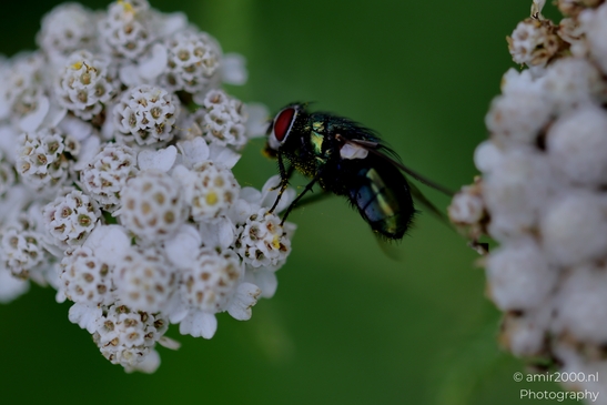 Greenbottle_blow_fly_with_iridescent_thorax_feeding_on_yarrow_florets_Animal_Photography_Macro_Photography_Canon_EOS_R5_Mark_II_2025_002.JPG