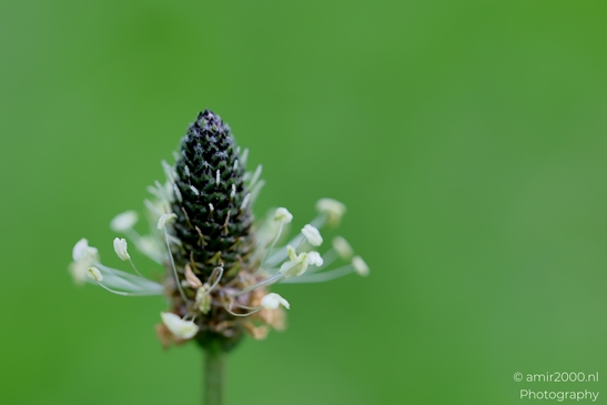 Halo_of_anthers_Flower_Photography_Macro_Photography_Canon_EOS_R5_Mark_II_2025_001.JPG