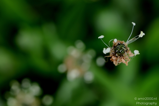 Halo_of_anthers_Flower_Photography_Macro_Photography_Canon_EOS_R5_Mark_II_2025_002.JPG